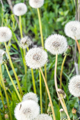 Dandelions as natural background.