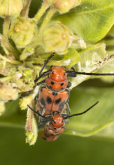 Red milkweed beetles mating on a leaf, Belding Preserve, Connecticut.
