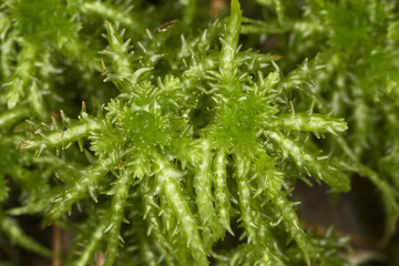 Peat moss gametophytes on moist soil at Belding Preserve, Connecticut.