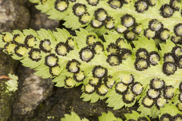 Fertile frond of spinulose wood fern in Windsor, Connecticut.