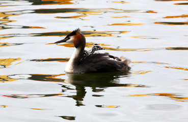 Grebe swim around with the kids on their backs