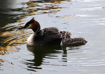 Grebe swim around with the kids on their backs