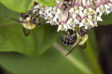 Bumble bees nectaring on milkweed flowers at Belding Preserve, Connecticut.