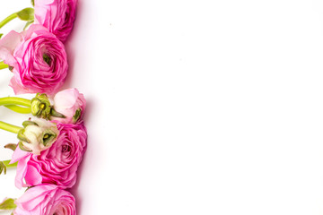 Fototapeta na wymiar Pink ranunculus on white background