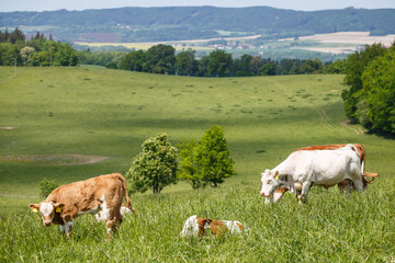 Fototapeta na wymiar Herd of cows and calves grazing on a green meadow