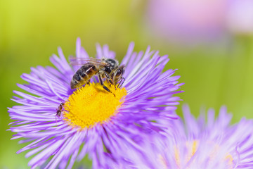 Bee picking pollen on summer flower. Beauty bright natural green background.