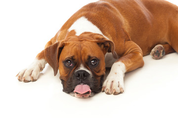 Beautiful boxer dog lying
