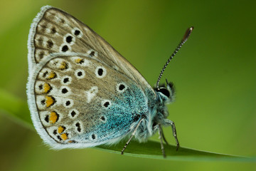 Fototapeta na wymiar Butterfly Common blue or Polyommatus icarus 