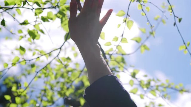 Hands on background of green foliage and blue sky: women's hands play with the sun, touch branches. Female hands with a wristwatch: she hides from the sun. Man and nature: hands against spring nature
