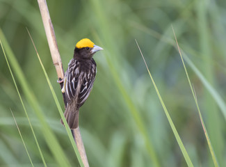Black Breasted Weaver