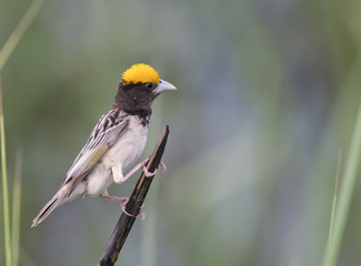 Black Breasted Weaver