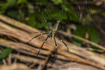 Araignée