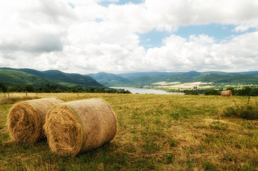 Beautiful landscape of agricultural wheat field - Round bundles of dry grass in the field,bales of hay