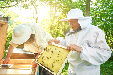 Two cheerful senior male beekeepers working together at the apiary harvesting honey producing...