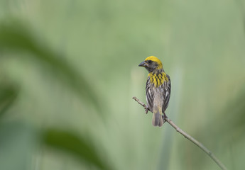 Baya Weaver