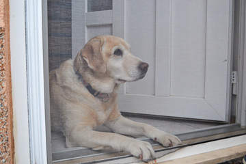 Labrador dog behind the doors