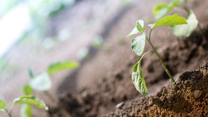 Agriculture and gardening concepts