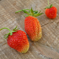 Ripe garden strawberry