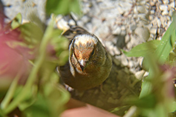 Orange bird canary in the grass, nature, closeup photography
