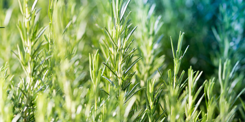 Rosemary plant, agriculture and gardening concepts