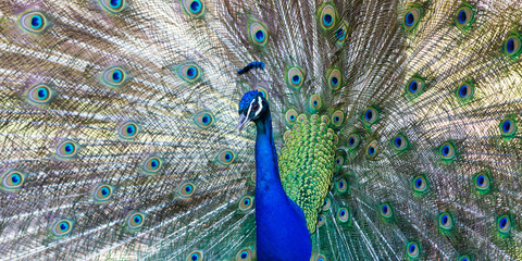 Obraz premium Beautiful peacock close portrait, vibrant colors