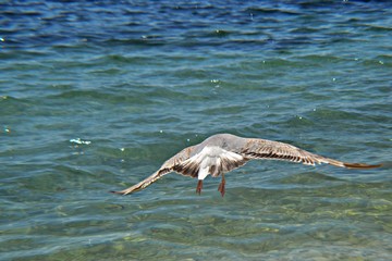 Bird seagull over the sea, closeup photography