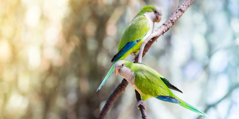 Colorful happy parrots on a tree