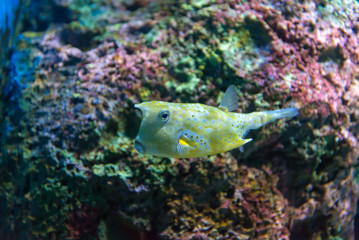 Naklejka na ściany i meble White-spotted puffer (Arothron hispidus). Marine fish in blue water