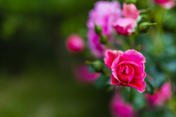 Beautiful pink rose flowers in the garden.