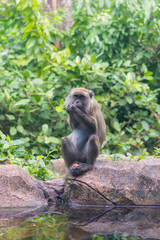 monkey and her little baby in national park, crab-eating macaque