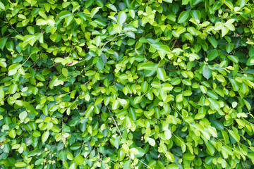 Fototapeta na wymiar Green Leaves background.