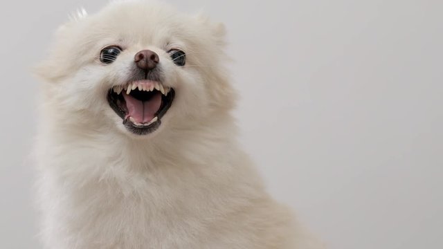 White Pomeranian feeling angry and want to bark