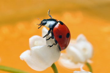 Obraz premium Lady bug 