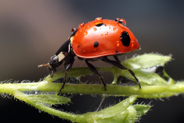 Lady bug 