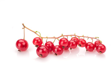 Red currant