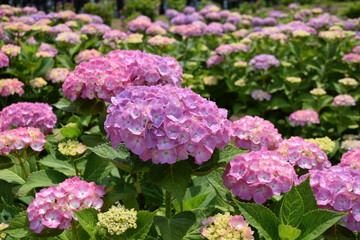 アジサイ マダム・プラムコック