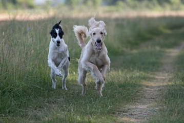 Two Kyrgyzian  Sight hound Taigan dogs running on the grass