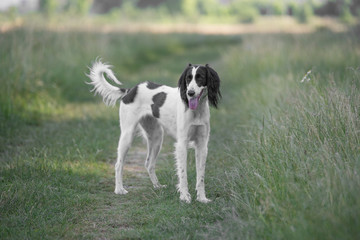 Kyrgyzian  Sight hound Taigan dog sitting on the green grass