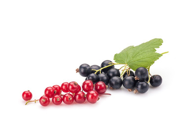 Red currant