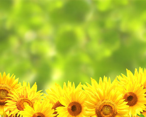 Fototapeta premium Sunflowers on blurred green background