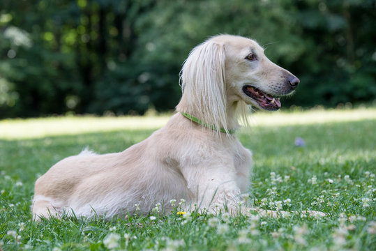 Kyrgyzian  Sight hound Taigan dog sitting on the green grass.