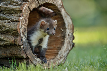 Beautiful cute beech marten, forest animal, Martes foina, Stone marten, detail portrait. Small predator with the tree trunk near forest. Czech republic, europe.
