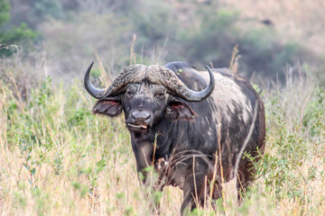 Obraz premium African buffalo ( Syncerus caffer )