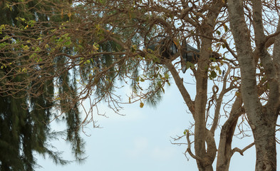 Speaker for warning tourists on the trees.