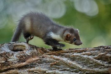 Beautiful cute beech marten, forest animal, Martes foina, Stone marten, detail portrait. Small predator with the tree trunk near forest. Czech republic, europe.