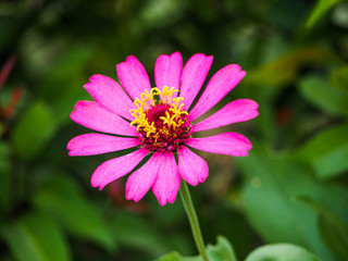 Fototapeta premium Pink flower