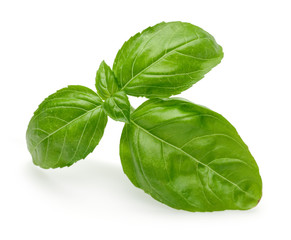 Basil