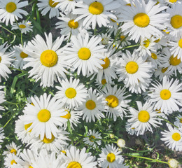 camomile flowers