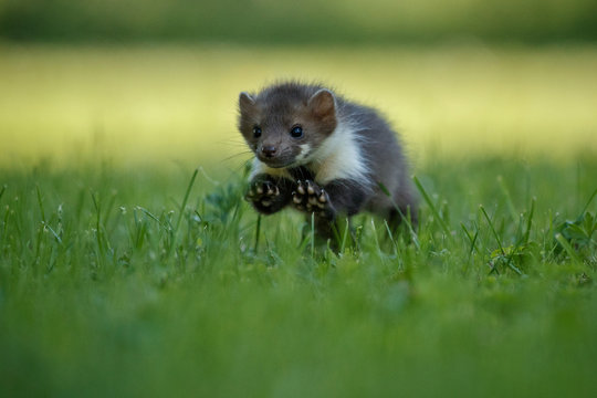 Beautiful cute beech marten, forest animal, Martes foina, Stone marten, detail portrait. Small predator with the tree trunk near forest. Czech republic, europe.