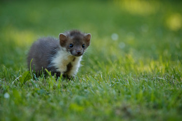 Beautiful cute beech marten, forest animal, Martes foina, Stone marten, detail portrait. Small predator with the tree trunk near forest. Czech republic, europe.